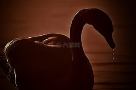 天鹅,剪影,一滴水