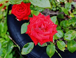雨,花园,玫瑰