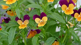 潘茜,花园,花园潘西