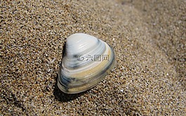 贝壳,海贝壳,外壳