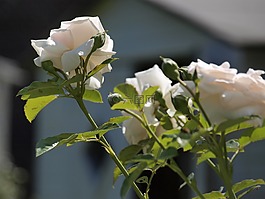 玫瑰,花园,香美的鲜花