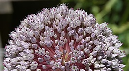 花,花园,韭菜