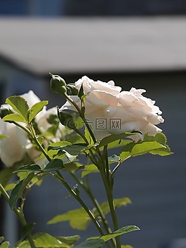 玫瑰,花园,香美的鲜花