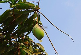 芒果,totapuri,高收益