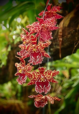 兰花,红色,黄色