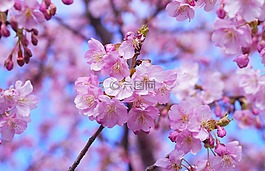 请包括您的意见,河津樱花开花,三浦