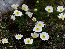 新仙女木 octopetala,花,开花