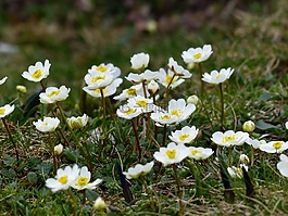 新仙女木 octopetala,花,开花