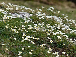 新仙女木 octopetala,花,开花