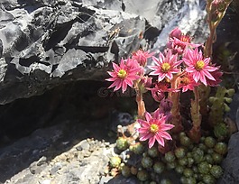 墙花,岩,粉红色