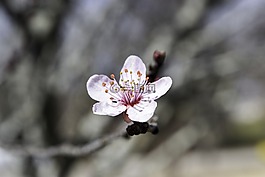 日本樱花盛开,花,树