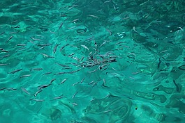 鱼类,海,海洋
