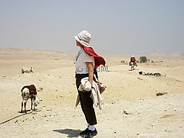 埃及,沙漠,骆驼