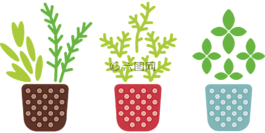 草本植物,锅,厂