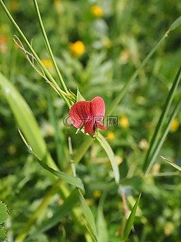 豌豆,花,开花