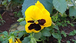 思维,花,双色