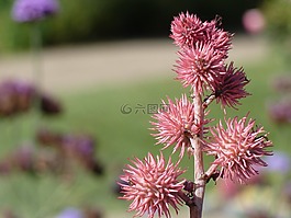 rhizinus,封装,种子