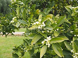 橙,鲜花,橙花