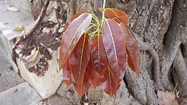 花,颜色。,由性质