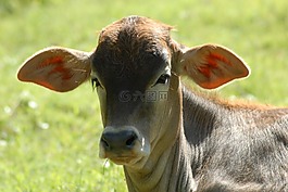 becerrito,托罗,牲畜