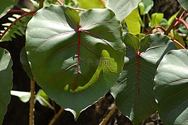 叶,植物区系,植物