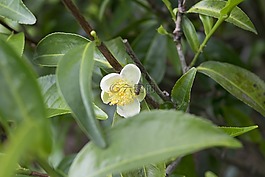 茶花,茶树,茶花蜜蜂