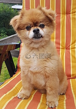 塞巴斯蒂安,猎犬,宠物