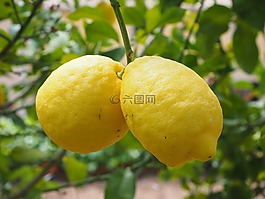 柠檬,limone,柠檬树