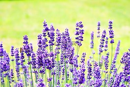 熏衣草,鲜花,花