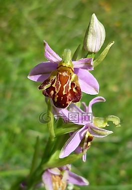 蜜蜂的兰花,德国兰花,各种botteronii