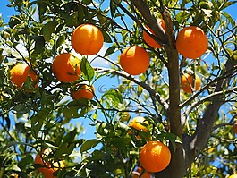 橘子,水果,橙