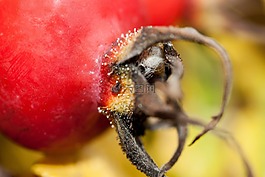 玫瑰果,罗莎犬,水果