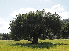 橄榄树,橄榄种植园,种植园
