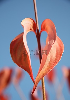 心脏,叶子,亲爱的