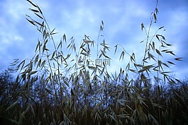 燕麦场,谷类,天空