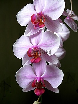 兰花,花室,东方花