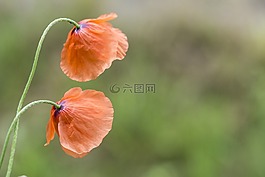 罂粟,花卉,焦油