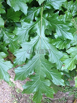 老鼠,帕拉蒂尼,花园