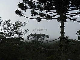 南洋杉,皮涅罗,树