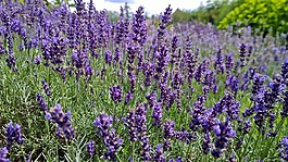 缅因州,植物园,花
