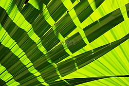 流淌,叶子,热带