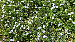 鲜花,小花,大自然