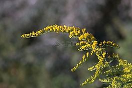 黄色的花朵,分支,小花朵