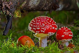飞木耳,蘑菇,红色飞木耳香菇