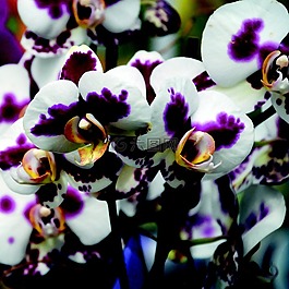 兰花,紫,白