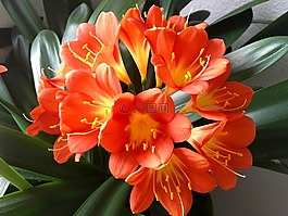 klivie,花,室内植物