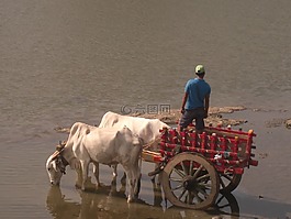 布洛克购物车,公牛,布洛克