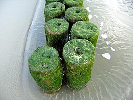 海,平房,海草