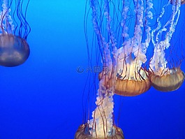 蓝色,蒙特雷,海洋