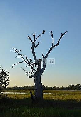 樹,枯樹免費可商用枯樹,幹,天空免費可商用枯樹,意境,唯美免費